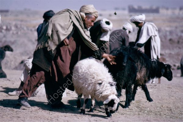 Sheep Farmer, Camel Market, Kabul, Afghanistan